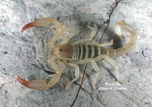 Pseudouroctonus Cave Scorpion