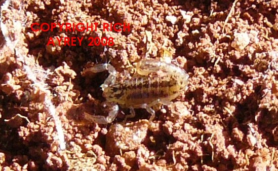 Superstition Mountain Scorpion