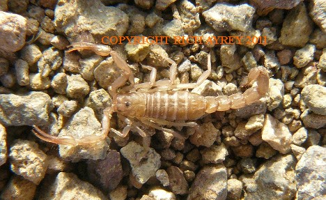 Joshua Tree Scorpion
